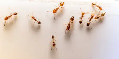 Ants pest control  