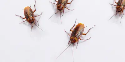 Cockroach pest control  
